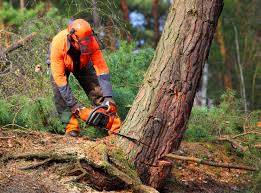 Best Tree Removal  in Breckinridge Center, KY