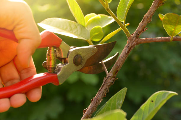 Best Tree Risk Assessment  in Breckinridge Center, KY